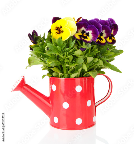 Photo: Beautiful pansies flowers isolated on a white Beautiful pansies flowers isolated on a white