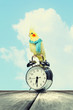 Parrot sitting on alarm clock