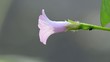 morning glory flower in the parks