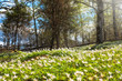 Forest in the springtime
