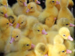 Foto: ducklings ducklings
