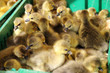 Foto: little ducklings little ducklings