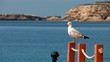 seagull sitting on a rope fence