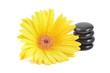 Foto: Gerbera und Spa Steine Gerbera und Spa Steine