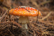 detail of fly agaric mushroom growing in pine forest