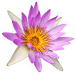 fleur de nénuphar sur fond blanc