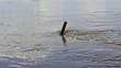 Pipe in the river.