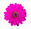 Photo: pinke Margarite pinke Margarite