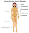 Human nervous system