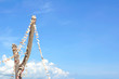 Pieces of coral hanging on a tree against blue sky