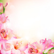 Beautiful pink flower
