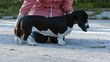 Basset hound dog in the park