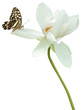 papillon sur fleur de lotus