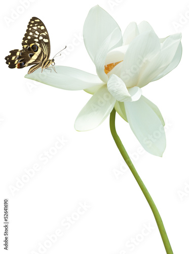 Photo: papillon sur fleur de lotus papillon sur fleur de lotus