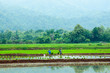 Farmer in the paddy field ,Thailand