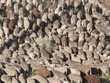 troupeau de moutons