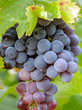 Foto: Black grape bunch Black grape bunch