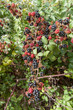 Foto: Blackberry time Blackberry time
