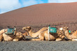 Camels