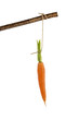 fresh carrots on floor