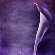 Vintage shabby chic background with arum lily