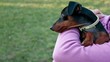 Miniature Pinscher dog in the park