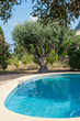 Olive tree by the pool