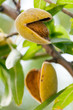 Foto: Ripe almonds Ripe almonds