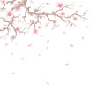 Hand drawn cherry blossom branch with flying petals.