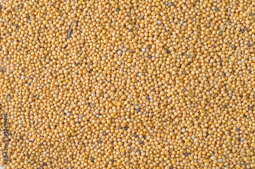 Photo: mustard mustard