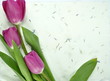 tulipanki