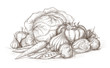 Hand drawn still life of vegetables