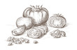 Hand drawn tomatos