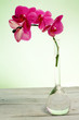 pink orchid branch against green background