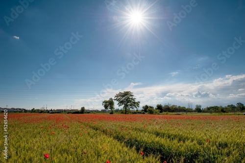 Photo: primavera in campagna primavera in campagna