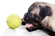 Dog playing with a ball