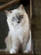 my cats looking at me