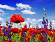 Summer wildflowers