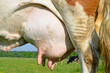 Udder of a young cow