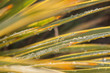 grass blades with raindrops in autumn colours