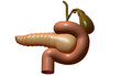 Pancreas