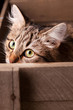 nice cat