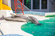 dolphins