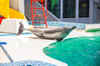dolphins