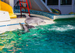 dolphins