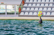 dolphins