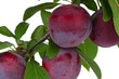 Red plum
