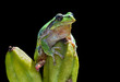 Hyla (tree toad) 14