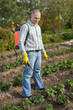 Man spraying strawberry plant
