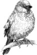 sparrow